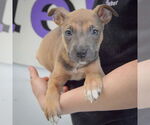 Small #2 American Staffordshire Terrier-Boxer Mix