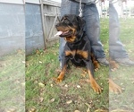 Small Photo #5 Rottweiler Puppy For Sale in PINE KNOT, KY, USA