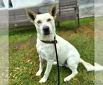 *NORTON - Male Mutt Dog for Adoption - Small photo