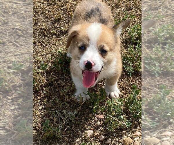 Medium Photo #4 Aussie-Corgi Puppy For Sale in BRIGGSDALE, CO, USA