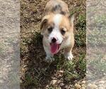 Small #3 Aussie-Corgi