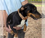 Small Photo #2 Dachshund-Unknown Mix Puppy For Sale in Milner, GA, USA