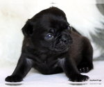 Small Photo #70 Pug Puppy For Sale in WINNSBORO, TX, USA