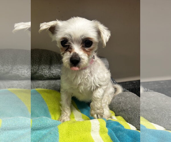 Medium Photo #7 Maltese Puppy For Sale in Pacolet, SC, USA