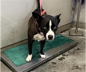 Siberian Husky-Unknown Mix Dogs for adoption in Camarillo, CA, USA