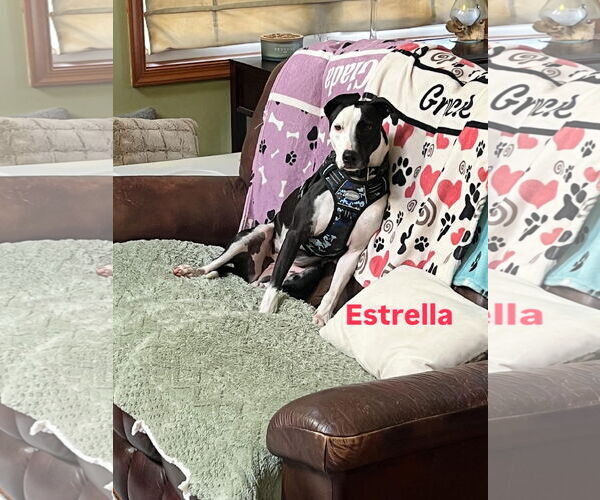 Medium Photo #9 American Foxhound-Dalmatian Mix Puppy For Sale in Virginia Beach, VA, USA