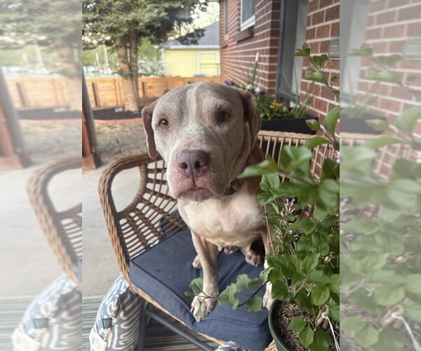 Medium Photo #11 American Staffordshire Terrier-Unknown Mix Puppy For Sale in Lakewood, CO, USA