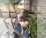 Small #10 American Staffordshire Terrier Mix