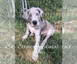 Great Dane Puppy for sale in TOPEKA, KS, USA