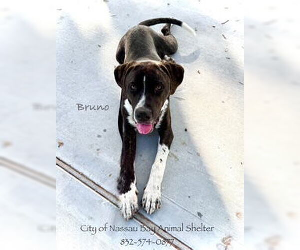 Medium Photo #5 Mastiff-Unknown Mix Puppy For Sale in Nassau bay, TX, USA
