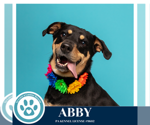 Abby (Mom to the Brindle Boos) 110423 - Female Labrador Retriever-Unknown Mix Dog for Adoption - Photo #11