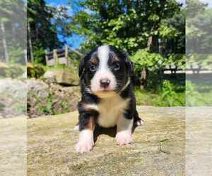 Miniature Australian Shepherd Puppy for sale in SANDOWN, NH, USA