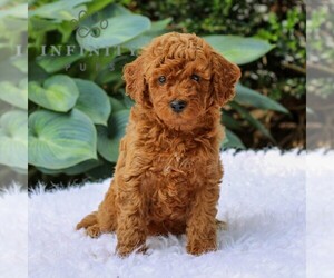 Goldendoodle (Miniature) Puppy for sale in LEOLA, PA, USA