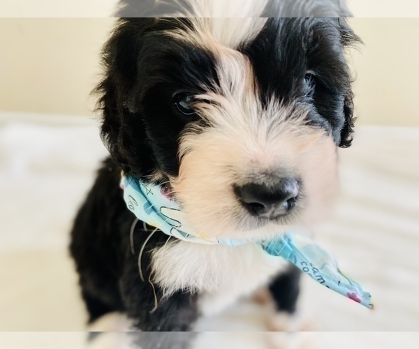 Medium Photo #10 Bernedoodle Puppy For Sale in FLEMING ISLAND, FL, USA