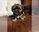 Puppy Smoky Papitese