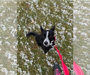 Border-Aussie Dogs for adoption in Mukwonago, WI, USA