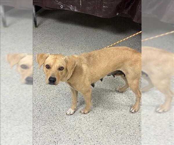 Medium Photo #1 Labrador Retriever-Unknown Mix Puppy For Sale in Conroe, TX, USA