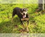 Small #1 American Bulldog Mix