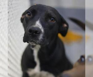 American Staffordshire Terrier-Unknown Mix Dogs for adoption in San Antonio, TX, USA