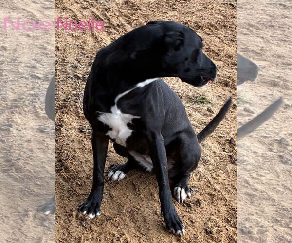 Medium Photo #4 Labrador Retriever-Unknown Mix Puppy For Sale in Farmerville, LA, USA