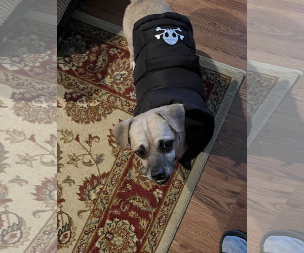 Medium Photo #9 Pug-Unknown Mix Puppy For Sale in Holly Springs, NC, USA