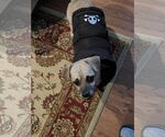 Small #8 Pug Mix