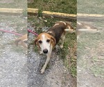 Small Photo #3 Beagle-Unknown Mix Puppy For Sale in Rustburg, VA, USA