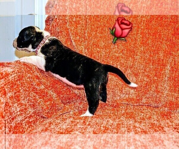 Medium Photo #44 Presa Canario Puppy For Sale in PHILADELPHIA, PA, USA