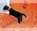 Small Photo #44 Presa Canario Puppy For Sale in PHILADELPHIA, PA, USA