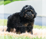 Small #3 Poodle (Miniature)