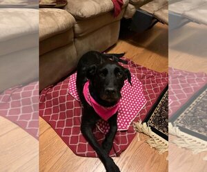 Shadow - Female Labrador Retriever-Unknown Mix Dog for Adoption - Photo #6