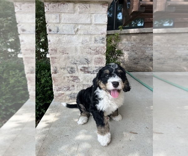 Medium Photo #33 Bernedoodle Puppy For Sale in MARTINSVILLE, IN, USA