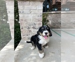 Small Photo #33 Bernedoodle Puppy For Sale in MARTINSVILLE, IN, USA