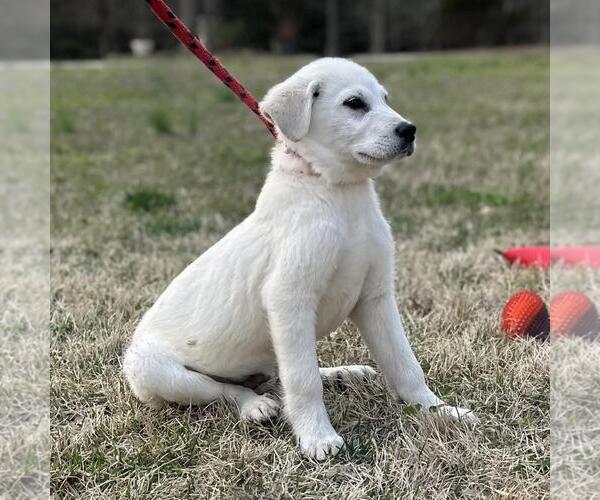 Medium Photo #4 Great Pyrenees-Unknown Mix Puppy For Sale in Yardley, PA, USA