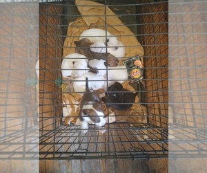 American Bully Puppy for sale in ROSELAND, IL, USA