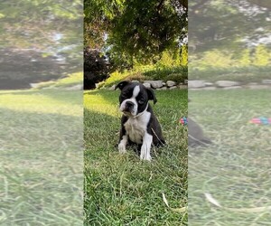 Boston Terrier Puppy for sale in Kelowna, British Columbia, Canada