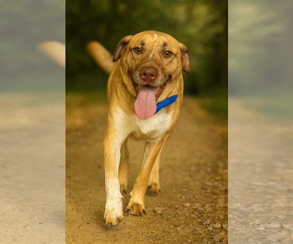 Medium Photo #3 Anatolian Shepherd-Unknown Mix Puppy For Sale in Phoenix, AZ, USA