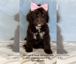 Bernedoodle Puppy for sale in PADUCAH, KY, USA