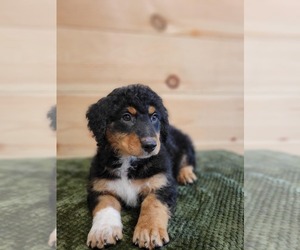 Aussiedoodle Miniature  Puppy for sale in SALEM, MO, USA