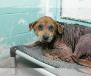 Mutt Dogs for adoption in Mountain Home, AR, USA