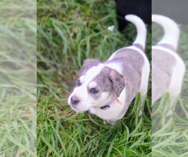 Medium Photo #3 Great Dane-Unknown Mix Puppy For Sale in The Woodlands, TX, USA