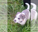 Small #2 Great Dane Mix