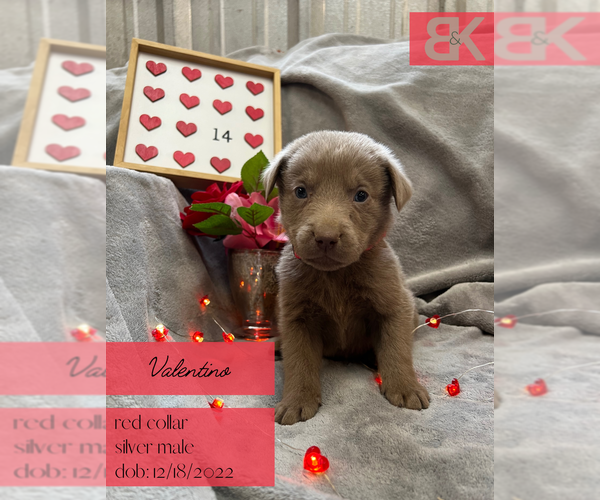 Medium Photo #2 Labrador Retriever Puppy For Sale in HOBART, OK, USA