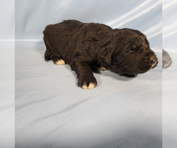 Medium Photo #56 Golden Mountain Dog Puppy For Sale in BLACK FOREST, CO, USA