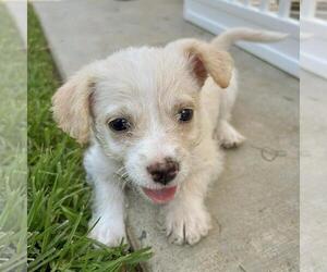 Chihuahua-Unknown Mix Dogs for adoption in San Diego, CA, USA