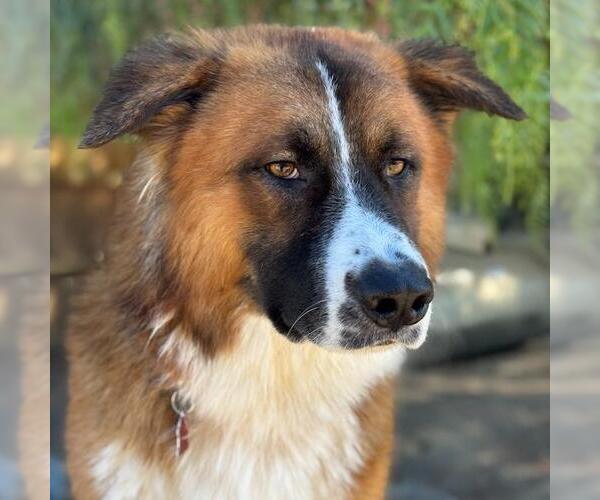 Medium Photo #2 Saint Bernard-Unknown Mix Puppy For Sale in San Diego, CA, USA