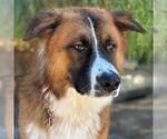 Small #1 Saint Bernard Mix