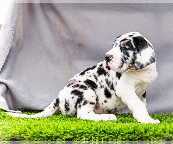 Medium Photo #2 Great Dane Puppy For Sale in WAKARUSA, IN, USA