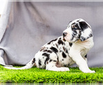 Small #1 Great Dane