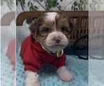 Small Photo #12 Shorkie Tzu Puppy For Sale in SELLERSBURG, IN, USA